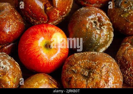 Ein guter Apfel, der sich zwischen einer Ladung schlechter Äpfel schmiegt, von oben betrachtet, was darauf hindeutet, dass die schlechten Äpfel übernommen haben, oder kann der gute Apfel zurückschlagen? Stockfoto