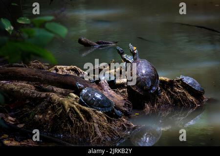 Rotohrschildkröte unter der Sonne an einem Teich im Regenwald des Metropolitan Park, Republik Panama, Mittelamerika. Stockfoto