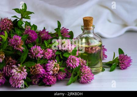 Rosa Kleeöl Blume Blüte weiß Hintergrund Tinktur Infusion traditionelle Medizin Aromatherapie kleine Flasche Trifolium Pratense Text Raum cosmeti Stockfoto