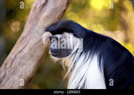 Ein haariger angolanischer Kolobus (Colobus angolensis) mit einem Baum im Hintergrund Stockfoto