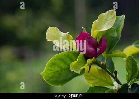 Schwarze Lilienmagnolie (Magnolia liliiflora 'nigra') blüht. Magenta-Blüte des Zierstrauch in der Familie Magnoliaceae, blühend Stockfoto