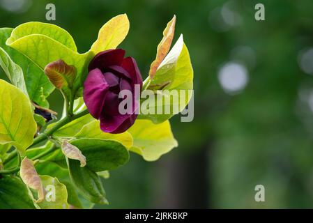 Schwarze Lilienmagnolie (Magnolia liliiflora 'nigra') blüht. Magenta-Blüte des Zierstrauch in der Familie Magnoliaceae, blühend Stockfoto