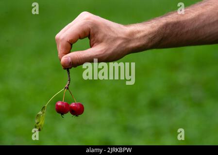 Mann männliche Hand hält eine kleine frisch gepflückte reife Krabbe Apfelfrucht Blatt Red Small Harvest Stockfoto