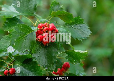 weißdornzweig sorbus torminalis Busch mit roten Beeren Cluster close up elsbeeren aucuparia domestica Zweige Eberesche tbeautiful ree Mehlbeere Crata Stockfoto