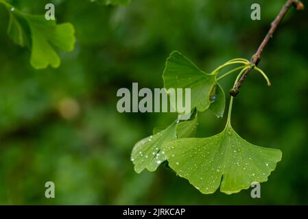 Ginkgo Biloba lässt Wasser Tropfen Frucht Stockfoto