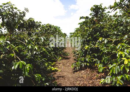 Grüne Kaffeesträucher wachsen in Reihen auf landwirtschaftlichen Plantagen mit bewölktem Himmel in Quindio Department of Colombia Stockfoto