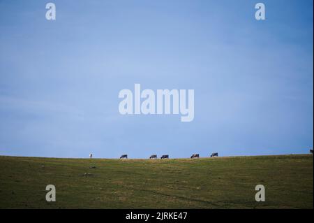 Herde entfernter domestizierter Kühe, die am Sommertag auf grasbewachsenem Feld vor blauem wolkenlosem Himmel in der Natur Spaniens weiden Stockfoto