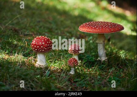 Wilde rote Fliege-Agaric-Musrooms mit weiß gefleckten Mützen wachsen auf grasbewachsenen Feldern in der Natur vor verschwommenem Hintergrund am Sommertag Stockfoto