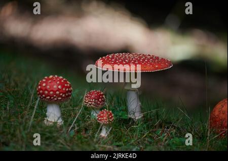Wilde rote Fliege-Agaric-Musrooms mit weiß gefleckten Mützen wachsen auf grasbewachsenen Feldern in der Natur vor verschwommenem Hintergrund am Sommertag Stockfoto