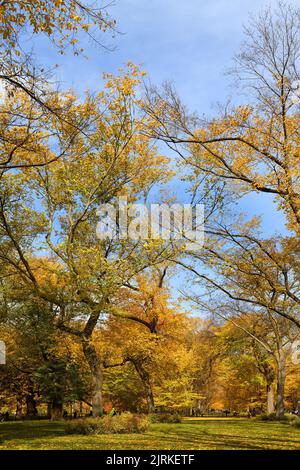 Malerischer goldener Herbst im berühmten Central Park, Manhattan, New York City Stockfoto