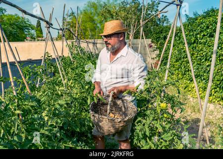 Gärtner mittleren Alters mit Strohhut und Brillen, der in der Nähe von Tomatensträuchern mit Korbkorb steht, während er unter blauem Himmel Früchte pflückt Stockfoto