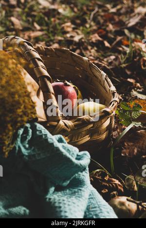 Weidenkorb mit reifen frischen bunten Gemüse und Früchten in Komposition mit Kräutern und Haselnüssen, die neben dem braunen trockenen Laub auf dem Boden stehen Stockfoto