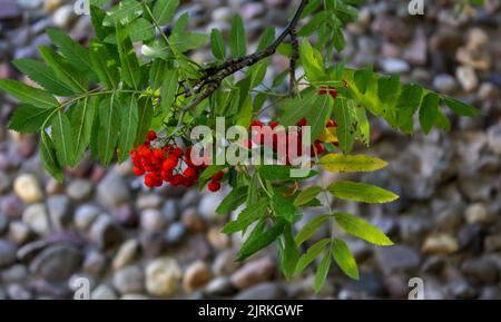 Wunderschöne rote Vogelbeeren inmitten von grünem Laub vor dem Hintergrund einer alten Steinmauer. Stockfoto