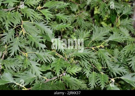 Graue Erle oder Alnus incana 'Laciniata' - Zweige seltener Pflanze mit dunkelgrün geschnitzten gezackten Blättern aus nächster Nähe - natürlicher Sommer-Botanik-Hintergrund. Se Stockfoto