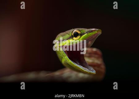 Cope Schlange aus Ecuador mit offenem Mund über dunklem Hintergrund. Oxybelis Brevirostris Stockfoto