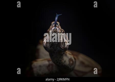 Boa Constrictor auf Baum über dunklem Hintergrund gehängt Stockfoto