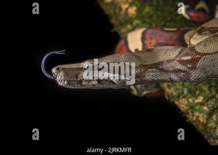 Boa Constrictor auf Baum über dunklem Hintergrund gehängt Stockfoto