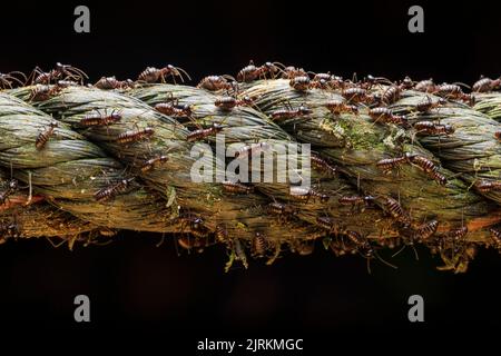 Longipeditermes longipes: Termiten krabbeln durch ein Seil über dunklen Hintergrund Stockfoto