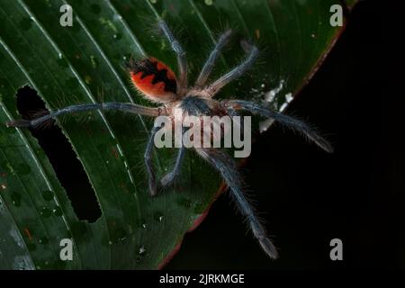 Giftige Tarantula auf grünem Blatt auf dunklem Hintergrund. Pamphobeteus vespertinus. Stockfoto