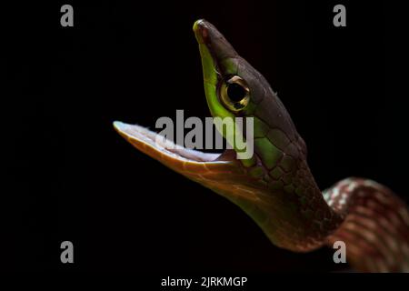 Cope Schlange aus Ecuador mit offenem Mund über dunklem Hintergrund. Oxybelis Brevirostris Stockfoto