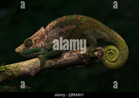 Calumma oshaughnessyi: Chamäleon aus Madagaskar auf einem Ast Stockfoto