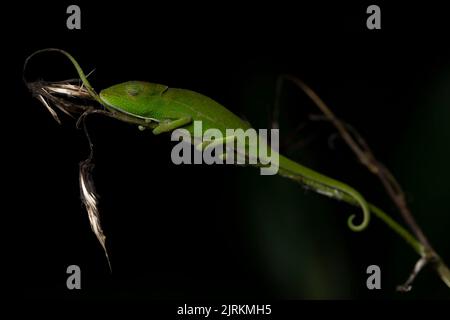 Calumma gastrotaenia: Chamäleon aus Madagaskar über dunklem Hintergrund Stockfoto