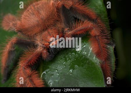 Megaloremmius leo: Rote Riesenspinne aus Ecuador Stockfoto