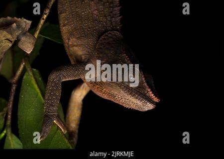 Calumma: Chamäleon aus Madagaskar über dunklem Hintergrund Stockfoto