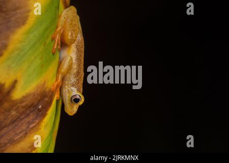 Heterixalus alboguttatus: Kleiner gelber Frosch aus Madagaskar auf dunklem Grund Stockfoto