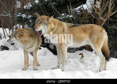 Graues Wolf-Paar (Canis lupus) im Winter Stockfoto