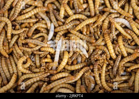 Standort der Firma Ynsect in Damparis, bei Dole, im Jura (Nordostfrankreich): Ynsect verwandelt Insekten in Hochleistungs-Natu Stockfoto