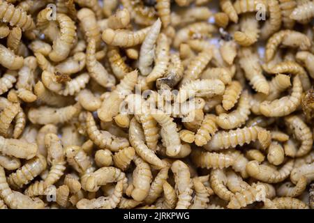 Standort der Firma Ynsect in Damparis, bei Dole, im Jura (Nordostfrankreich): Ynsect verwandelt Insekten in Hochleistungs-Natu Stockfoto