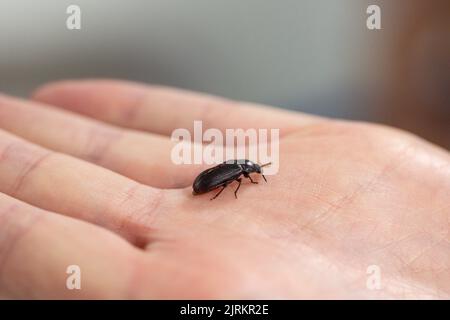 Standort der Firma Ynsect in Damparis, bei Dole, im Jura (Nordostfrankreich): Ynsect verwandelt Insekten in Hochleistungs-Natu Stockfoto