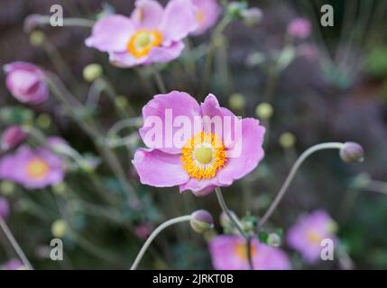Eine rosa Eriocapitella hapehensis Blume mit einem verschwommenen Hintergrund. Diese Pflanze wurde in der Vergangenheit Anemone japonica genannt. Andere Namen dieser Pflanze sind: Stockfoto