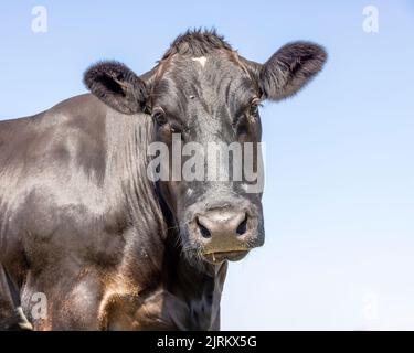 Schwarze Kuh, Portrait langer Kopf, mittellange Aufnahme, langes Gesicht und blauer Hintergrund Stockfoto