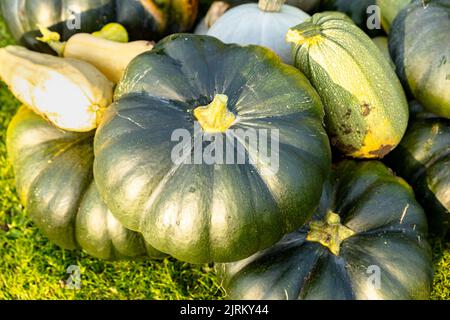 Herbsternte verschiedener Kürbis aus der Familie der Cucurbitaceae Stockfoto