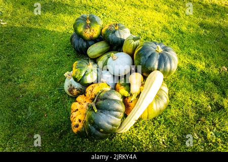 Herbsternte verschiedener Kürbis aus der Familie der Cucurbitaceae Stockfoto