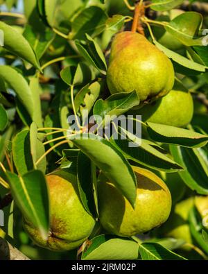 Unreife Birnen auf dem Baum, aus der Nähe. Stockfoto