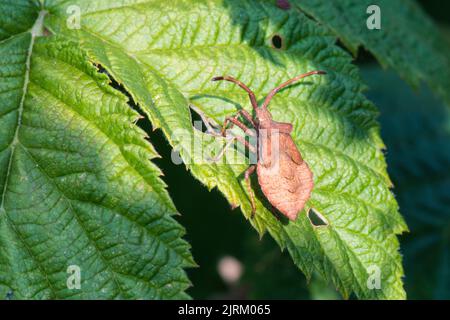 Nymphe eines Coreus marginatus, Dock Bug, auf dem Blatt einer Himbeerpflanze. Stockfoto