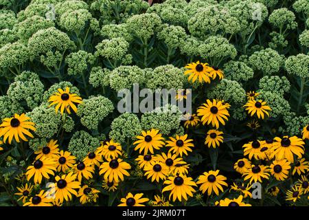 Rudbeckia fulgida var. sullivantii 'Goldsturm' in Blüte neben Sedum 'Autumn Joy' in Knospe in einer Gartengrenze. Stockfoto