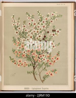 Manuka - Leptospermum Scoparium. Platte 34. Aus dem Buch: The Art Album of New Zealand Flora : eine systematische und beliebte Beschreibung der einheimischen Blütenpflanzen Neuseelands und der angrenzenden Inseln : Band 1;., 1889, Gisborne, von Sarah Featon, Bock and Cousins. Stockfoto