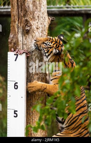 London, Großbritannien. 25. August 2022. Sumatra-Tiger Geysha beim jährlichen Wiegen im ZSL London Zoo 2022. Das jährliche Wägen bietet Tierhaltern die Möglichkeit, Daten zu sammeln, die in das Zoologische Informationsmanagementsystem (ZIMS) aufgenommen werden können, eine Datenbank, die mit Zoos auf der ganzen Welt geteilt wird und Zoozüchtern hilft, wichtige Informationen über Tausende gefährdeter Arten zu vergleichen. Kredit: Stephen Chung / Alamy Live Nachrichten Stockfoto