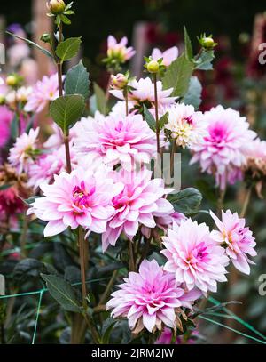 Dahlien in voller Blüte in den Eythrope Gardens auf dem Anwesen von Waddesdon Manor. Stockfoto