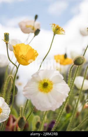 Eine vertikale Nahaufnahme von weißen und gelben Mohnblumen bei Tageslicht Stockfoto