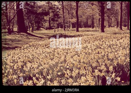 Christchurch, Daffodils in Hagley Park, 24. März 1959-13 April1959, Canterbury, von Leslie Adkin. Geschenk der Adkin-Familie, 1997. Stockfoto
