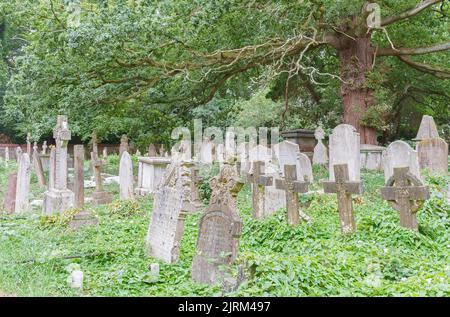 Tree in the Old Cemetery, Southampton, Großbritannien Stockfoto