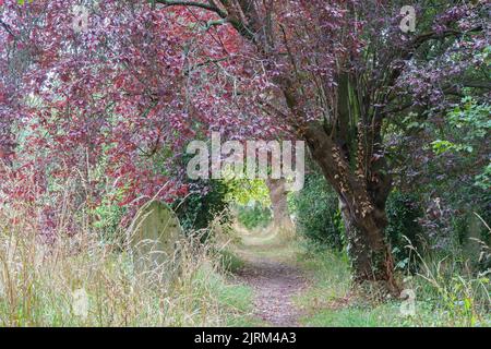 Tree in the Old Cemetery, Southampton, Großbritannien Stockfoto