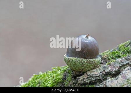 Eine einzelne Eichel auf einem moosigen Baumstamm Stockfoto