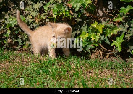 Annäherung an schöne, neugierige, hellbraune Kätzchen, die von vorne gesehen an einem sonnigen Tag im Garten ihres Hauses mit einer gelben Blume spielen Stockfoto