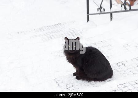 Eine schwarze flauschige Katze sitzt auf einer verschneiten Straße. Winterstimmung Konzept. Stockfoto